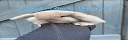 Mini Lop rabbits for sale: Mini Lops in Cradley Heath - Advert 1