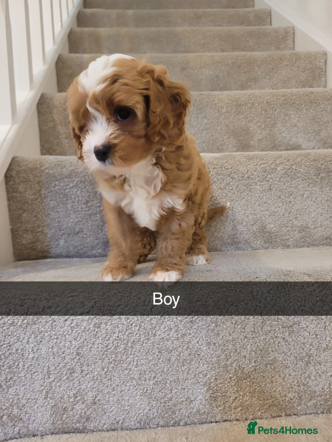 Cavapoo dogs for sale: Cavapoo puppys  - Advert 5