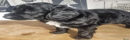 Cockapoo dogs for sale: Black cockapoo puppies - Advert 4