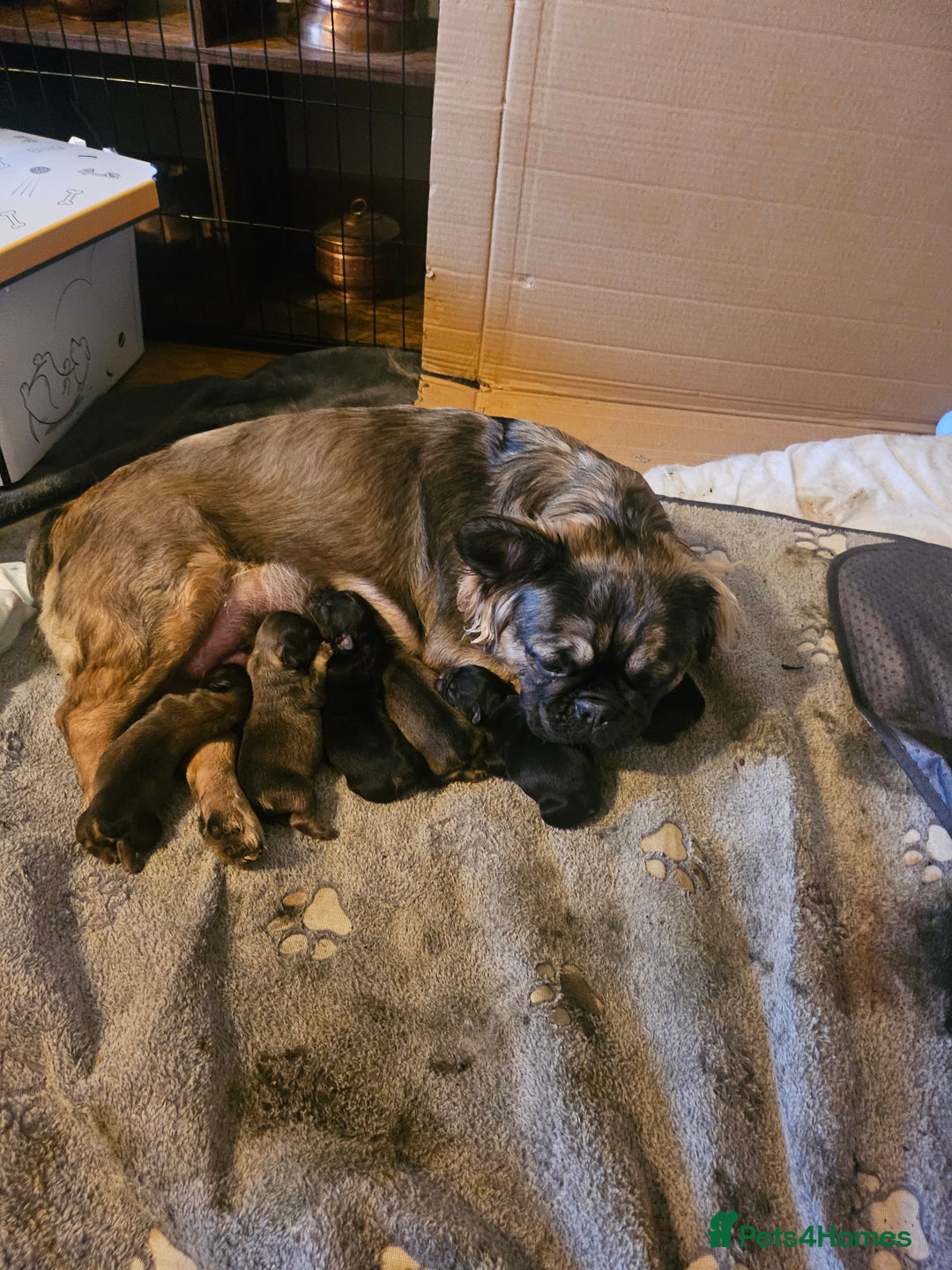 French Bulldog dogs for sale: Fluffy frenchies for sale call 07760346117 - Image 9