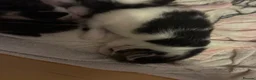 Mixed Breed cats for sale: Main coon/ ragdoll mix kittens  - Advert 4