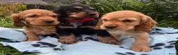 Cocker Spaniel dogs for sale: Stunning show type cocker spaniel puppies  - Advert 12