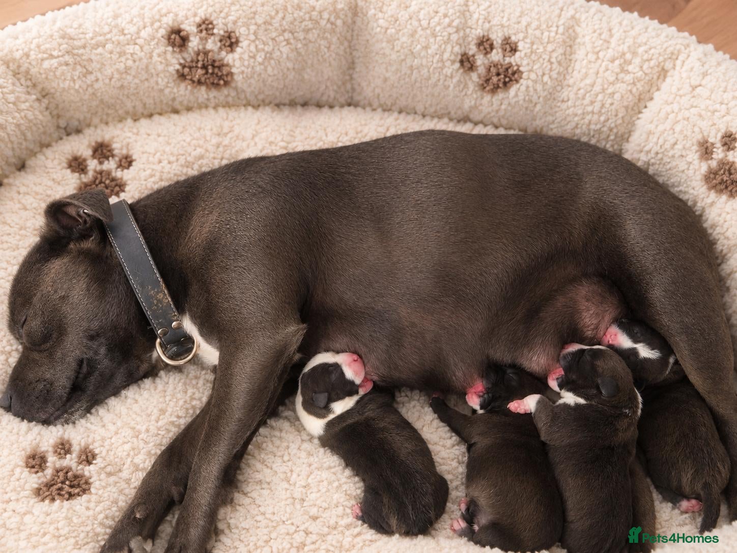 Staffordshire Bull Terrier dogs Outstanding litter  blue brindle white kc staffys - Advert 2