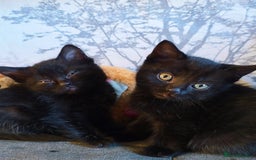 Mixed Breed cats for sale: 3 Black Grey Stripped Kittens For Sale - Image 2