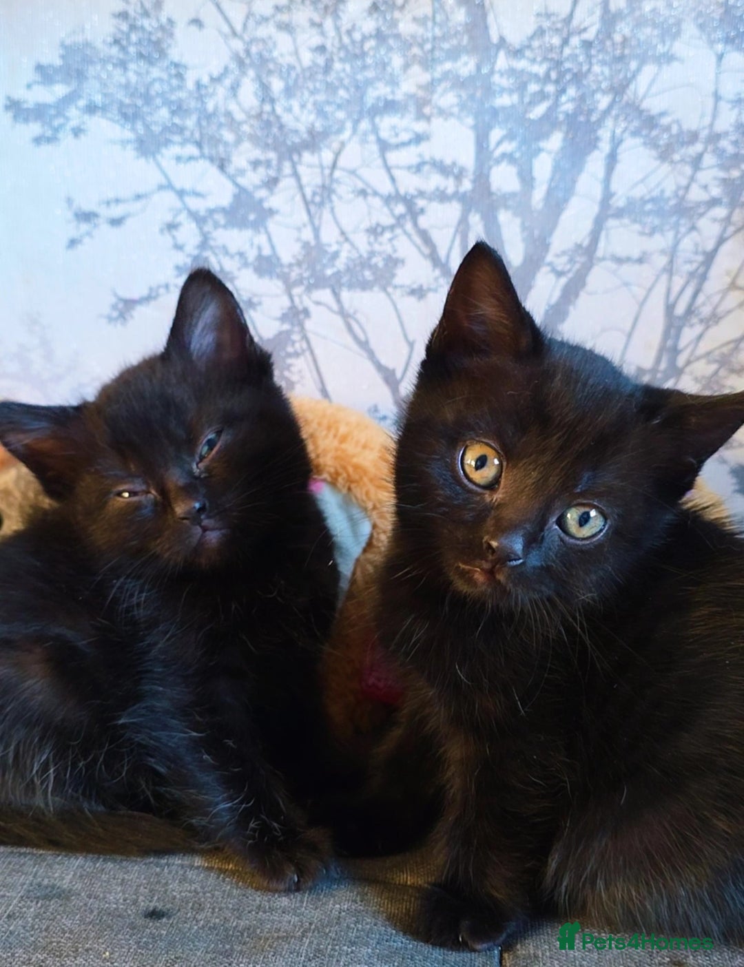 Mixed Breed cats for sale: 3 Black Grey Stripped Kittens For Sale - Image 2