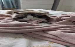 Ragdoll cats for sale: 🧁Sweet ragdolls - Image 30
