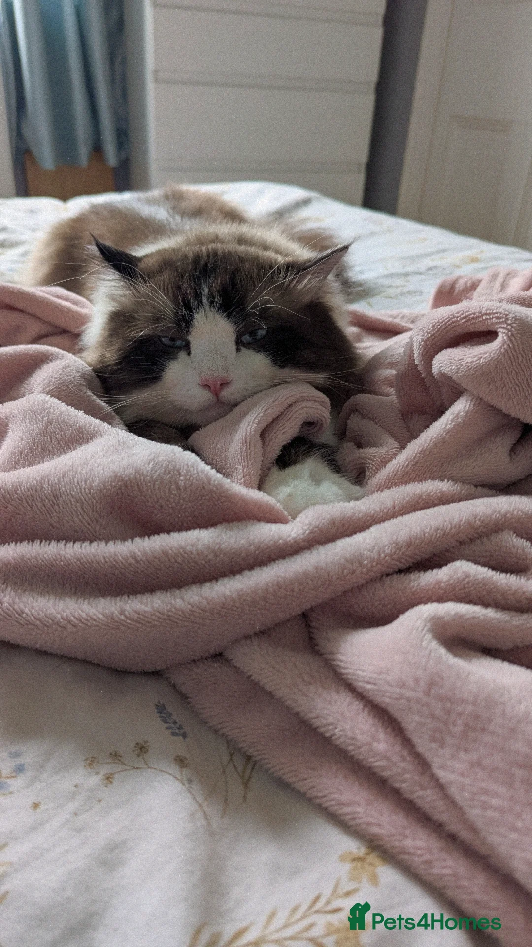 Ragdoll cats for sale: 🧁Sweet ragdolls - Image 30