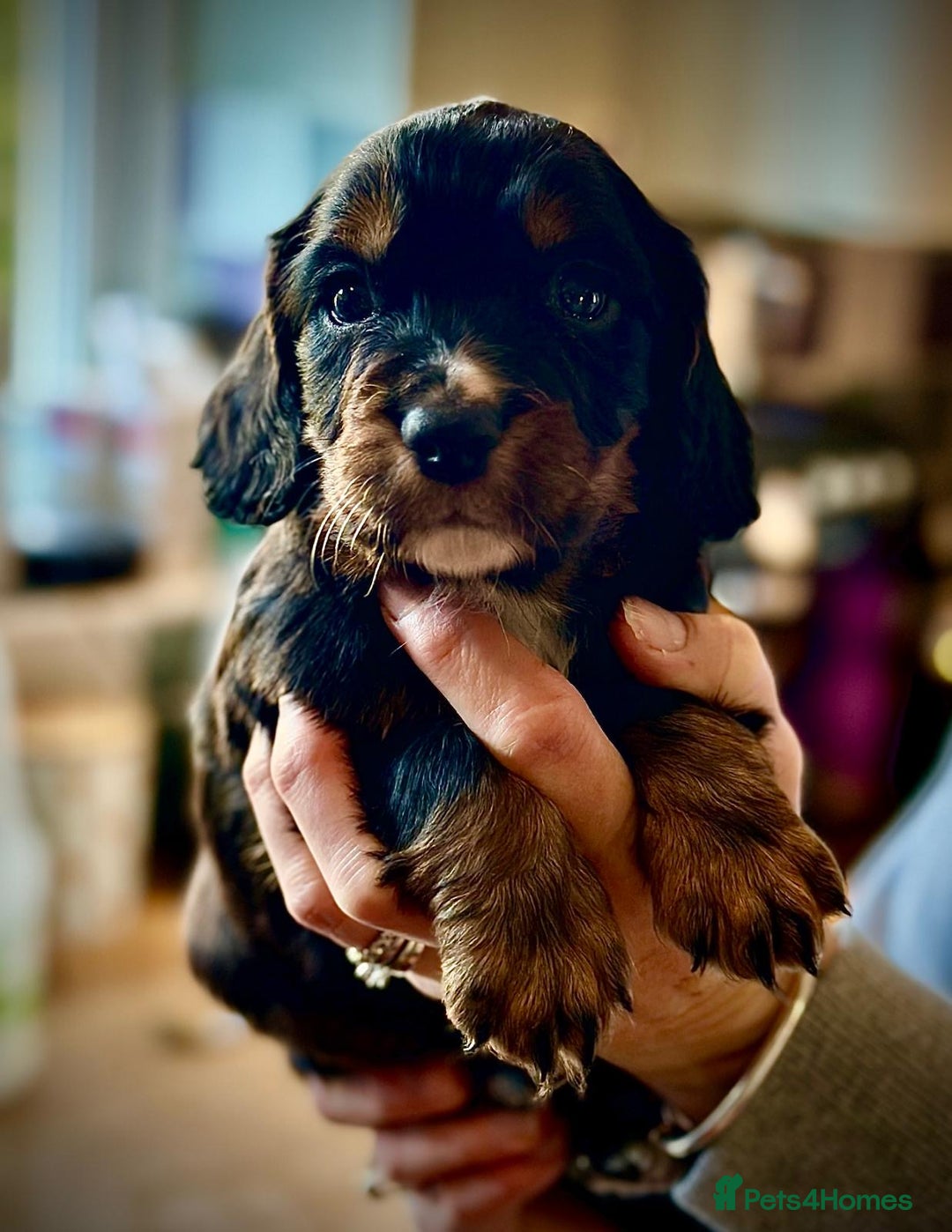 Cocker Spaniel dogs for sale: Beautiful Boy cocker spaniels for sale  - Advert 7