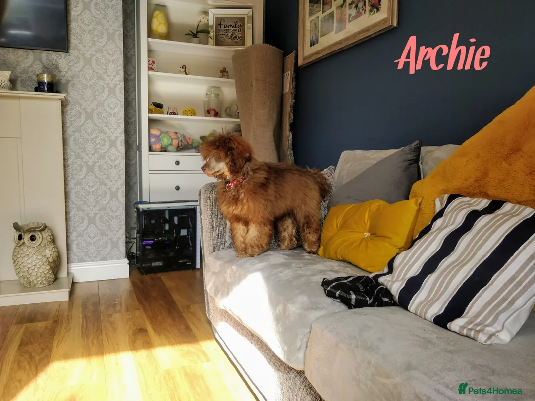 Toy Poodle dogs for stud: Proven Chocolate Sable Toy Poodle Stud in Mexborough - Advert 2
