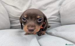 Miniature Dachshund dogs for sale: KC Registered miniature Dachshund Puppies - Image 17