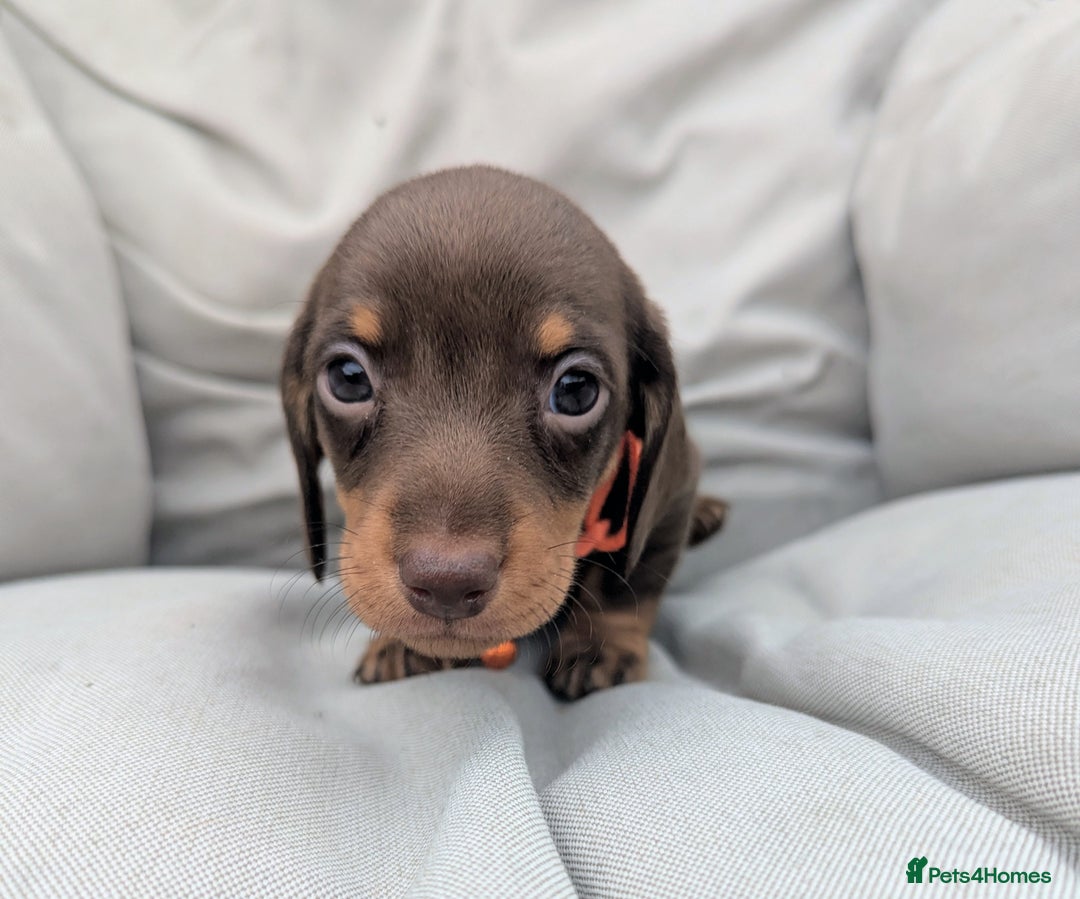Miniature Dachshund dogs for sale: KC Registered miniature Dachshund Puppies - Image 17