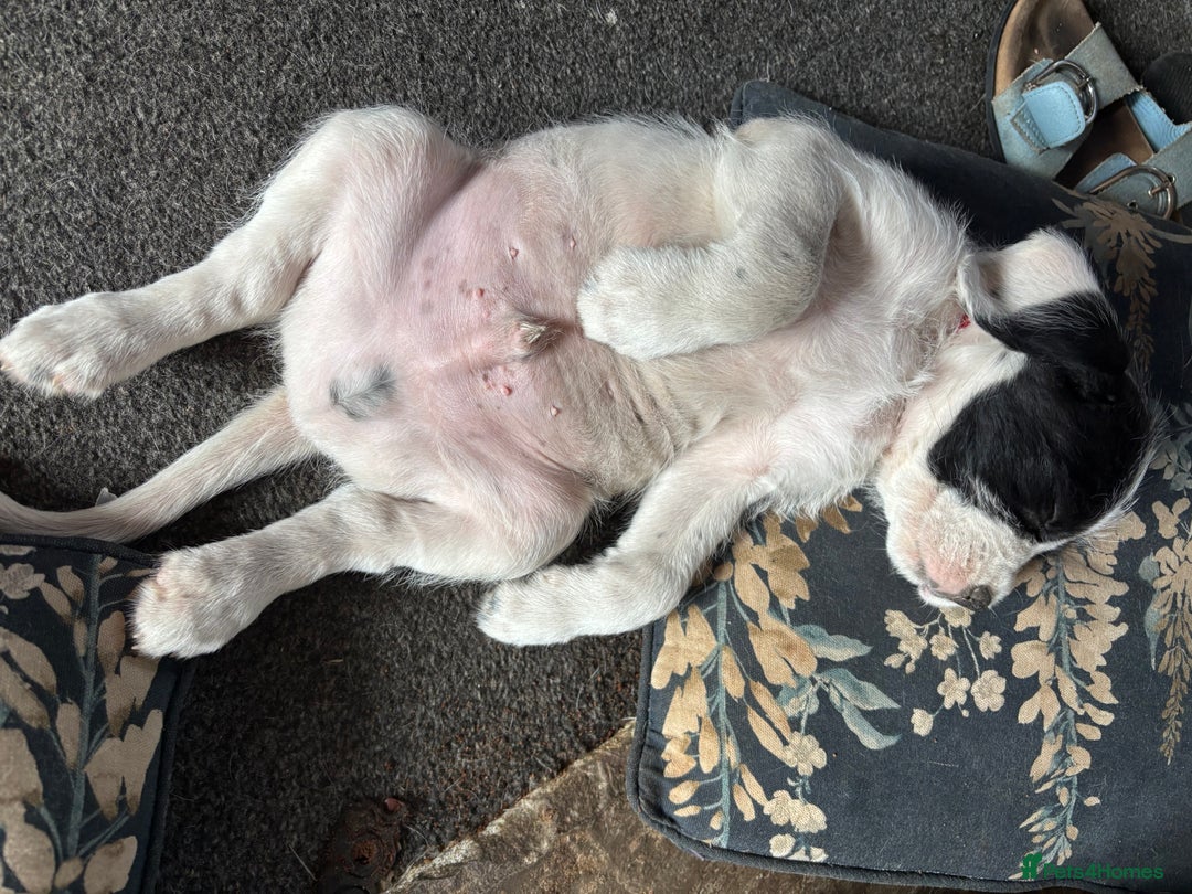 Mixed Breed dogs for sale: long haired Boxapoints - Image 27