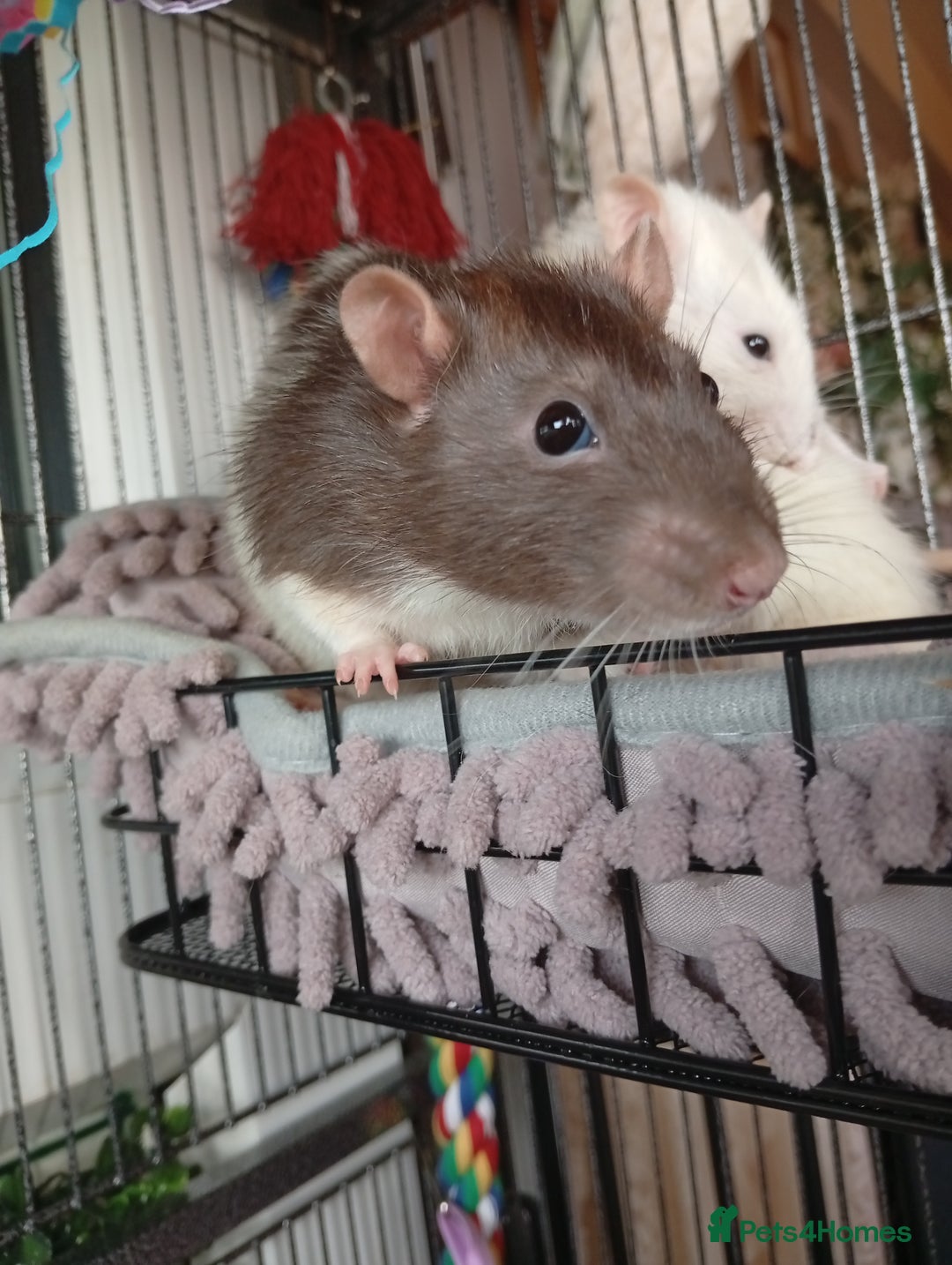 Ringnecks birds for sale: Male rats white and white and brown  - Image 7