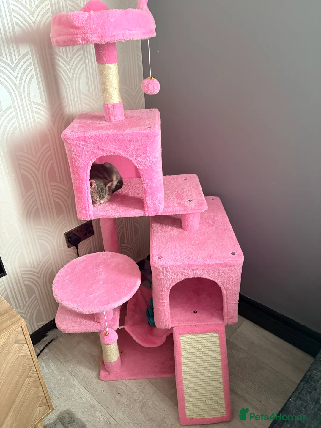 Mixed Breed cats for sale: Two female kittens for rehome  - Advert 7