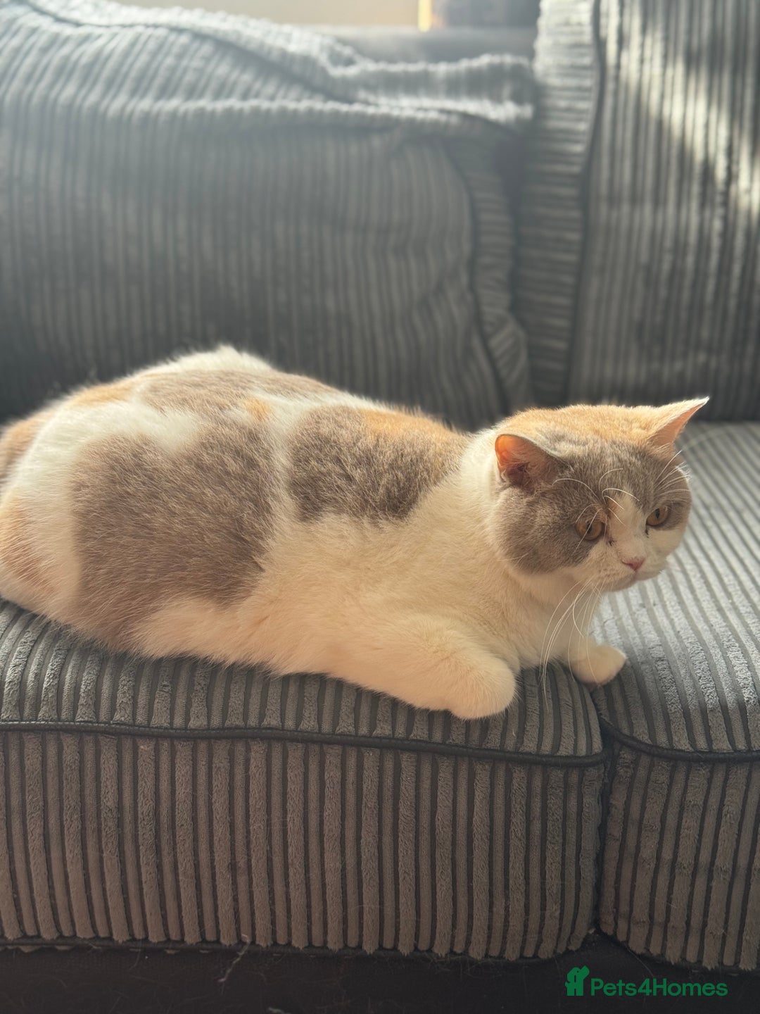 British Shorthair cats for sale: ChampionLine🏆🏆🏆Bicolour British Shorthair💙💙💖 - Advert 5