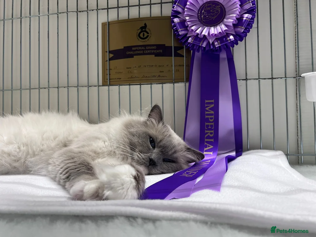Mixed Breed cats for sale: Beautiful Long-Haired Ragdoll Cross Kittens  - Advert 2
