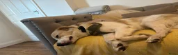 Mixed Breed dogs for sale: golden retriever mix - Advert 4