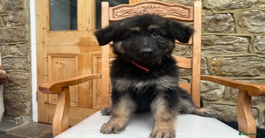 German Shepherd dogs - Advert 5