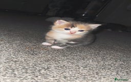 Turkish Angora cats for sale: Beautiful Turkish angora kittens.  - Advert 5