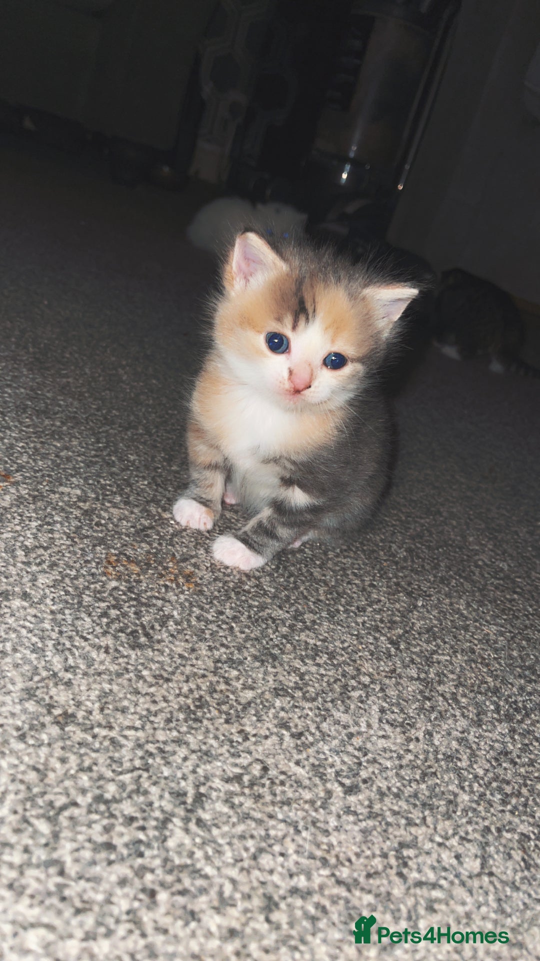 Turkish Angora cats for sale: Beautiful Turkish angora kittens.  - Advert 5