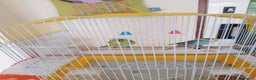 Budgerigars birds for sale: Budgies for sale. - Advert 2