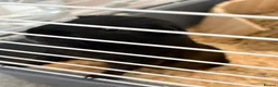 Guinea Pig rodents for sale: 2 Male bonded guinea pigs  - Advert 3