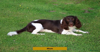 English Springer Spaniel dogs - Advert 14
