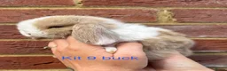 Mini Lop rabbits for sale: Purebred Mini Lops - Advert 19