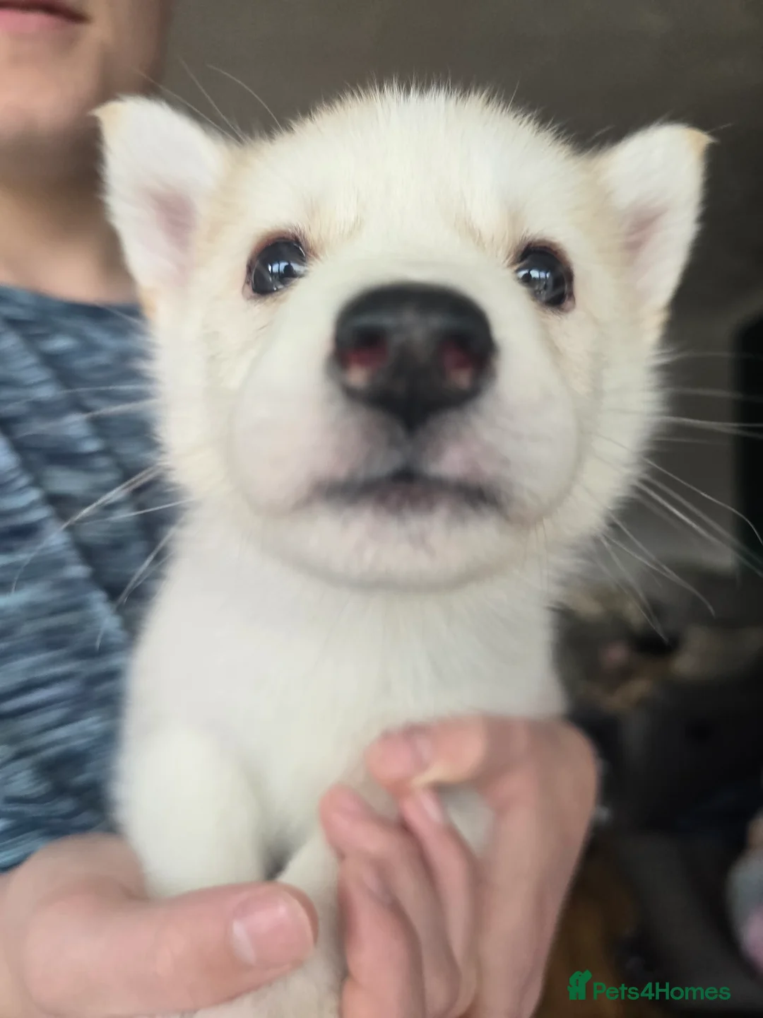 Alaskan Malamute dogs for sale: READY 2 female fluffy pups left - Advert 18