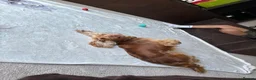 Cocker Spaniel dogs for sale: Kc reg show cockers - Advert 7