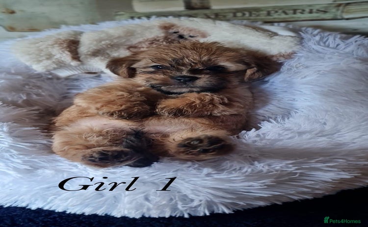 Shorkie dogs - Advert 4
