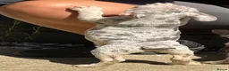 French Bulldog dogs for sale: Kc registered fluffy French bulldog pups  - Advert 28