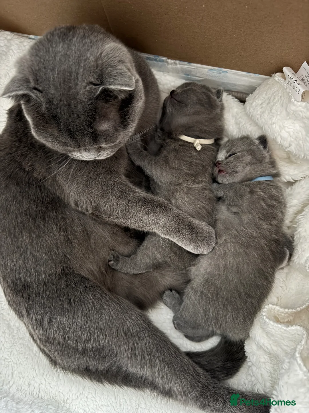 Scottish Fold cats for sale: Scottish Fold kittens  in Dunfermline - Advert 1