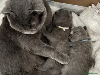 Scottish Fold cats Scottish Fold kittens - Advert 5