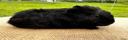 Guinea Pig rodents for sale: Pair of pet baby brothers  - Advert 5