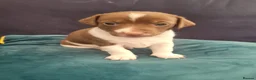 Jack Russell dogs for sale: Jack Russell puppies in Pershore - Advert 11