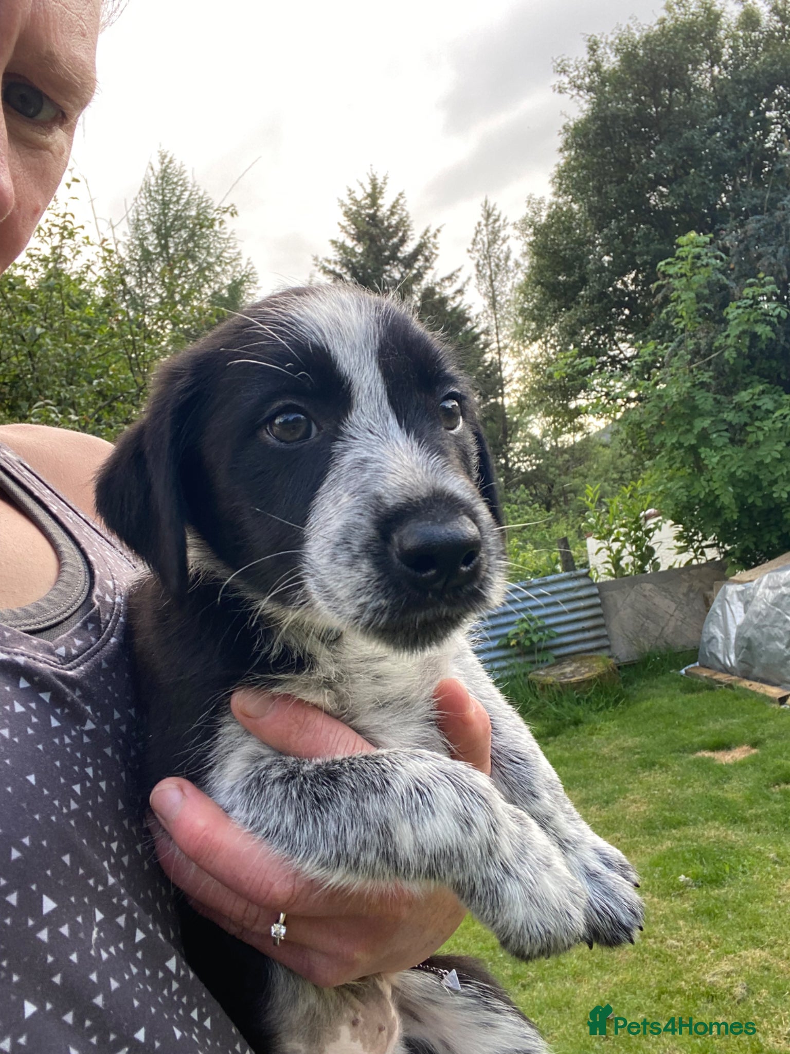 Mixed Breed dogs for sale: Border Collie Cross Pups ready for forever homes in Cairndow - Advert 24
