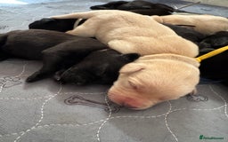 Labrador Retriever dogs for sale: KC Reg Health Tested Working Labradors - Image 15