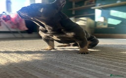 French Bulldog dogs for stud: French bulldog for stud  - Image 6