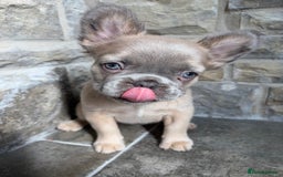 French Bulldog dogs for sale: 4 Fluffy French Bulldogs FOR SALE  - Image 12