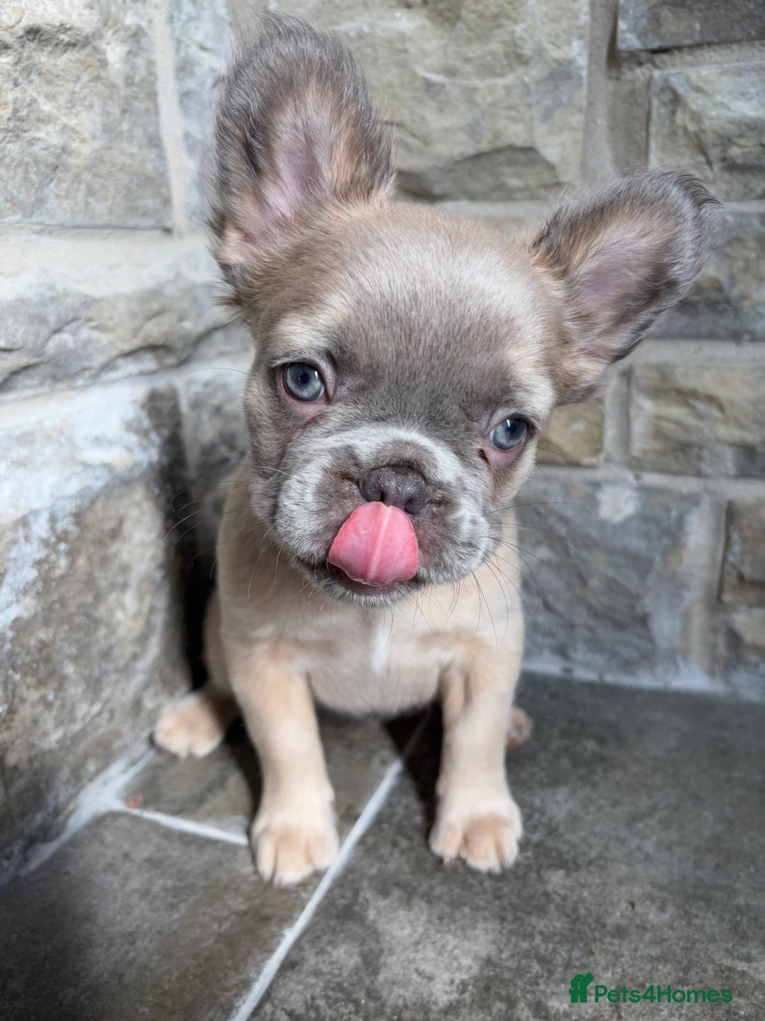 French Bulldog dogs for sale: 4 Fluffy French Bulldogs FOR SALE  - Image 12