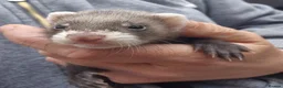 Ferret rodents for sale: Micro eu polecats ferrets  - Advert 4