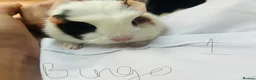 Guinea Pig rodents for sale: Baby guinea pigs  - Advert 5
