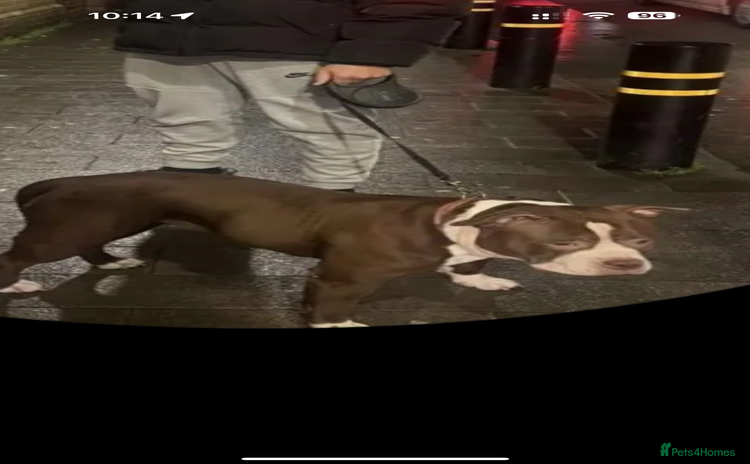American Bully dogs - Advert 2