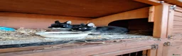 Netherland Dwarf rabbits for sale: Netherland Dwarf rabbits - Advert 8
