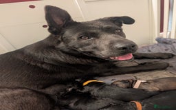 German Shepherd dogs for sale: German Shepherd Puppies - Image 6