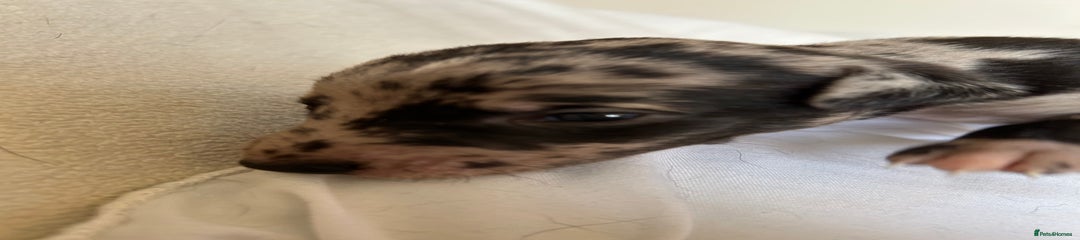Whippet Puppy 2