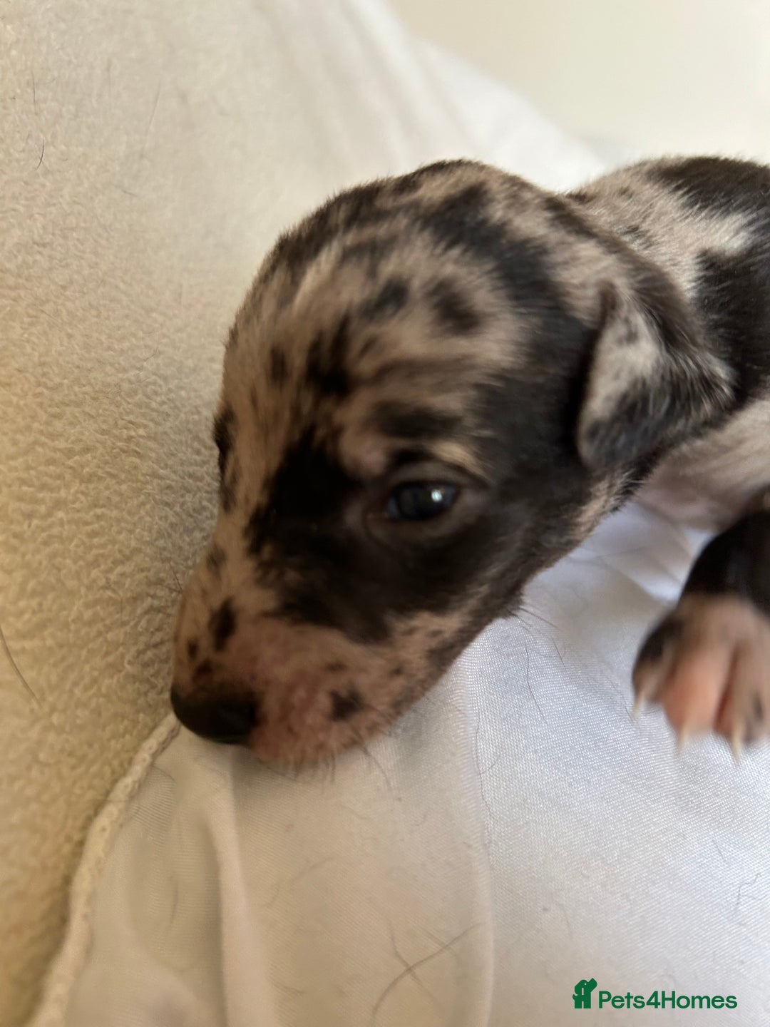 Whippet dogs for sale: Whippet/bedlington + whippet/collie - Image 4