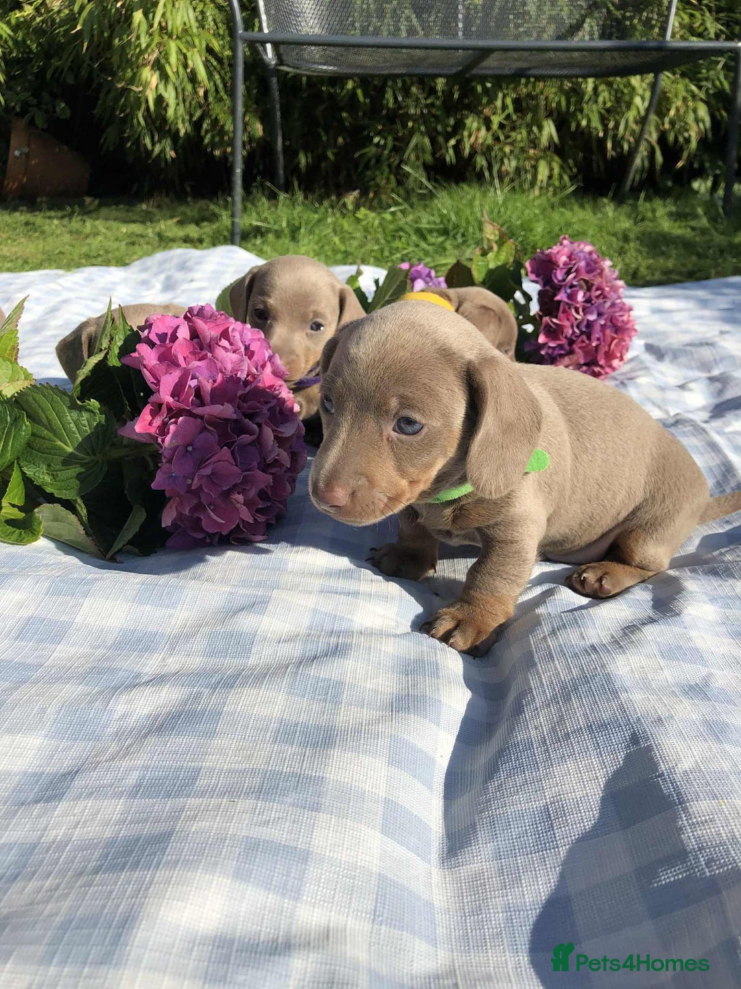Miniature Dachshund dogs for sale: Miniature Dachshund (Isabella Tan line) - Image 7