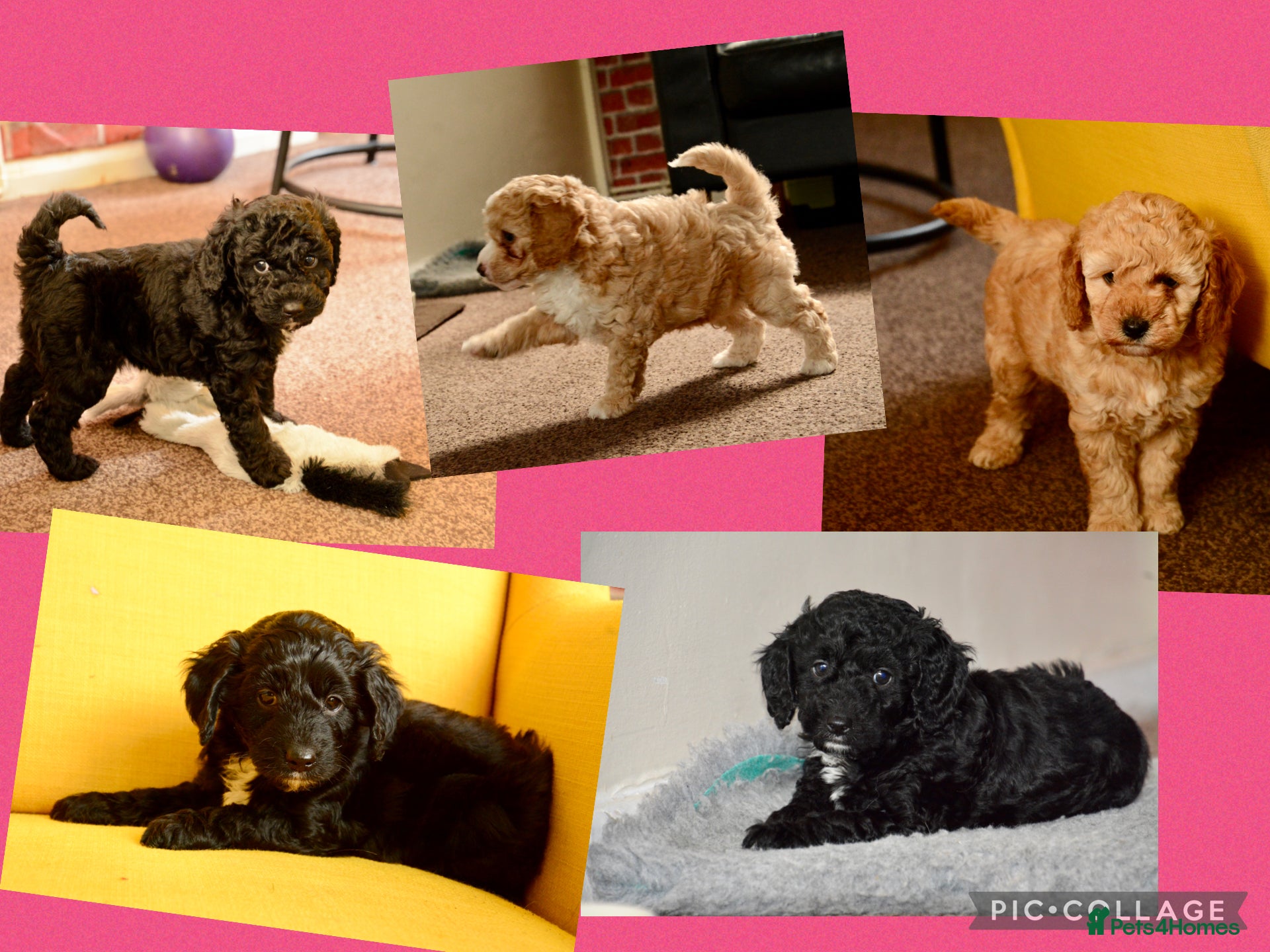 Cockapoo dogs Beautiful Cockapoo puppies for sale - Advert 14
